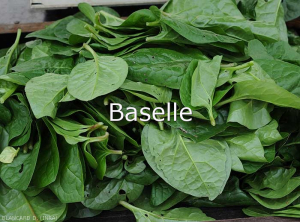 Baselle