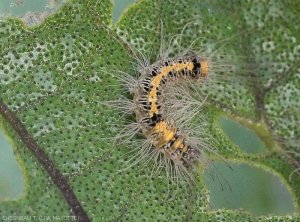 Larve de <i>S.docilis</i> sur feuilles d'aubergine.