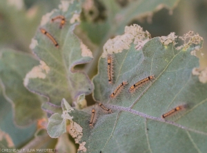 Plusieurs larves de <i>S.docilis</i> regroupées sur feuilles d'aubergine.