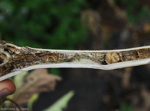 Une coupe longitudinale dans un rameau d'aubergine envahi par <b><i>Phomopsis vexans</i></b> permet de constater que tous les tissus internes sont altérés, voire décomposés.