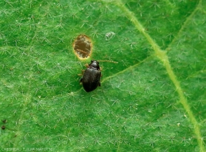 Adulte de <i>Epitrix</i> spp. sur feuille d'aubergine.