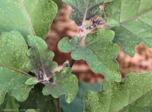 Plant d'aubergine avec dégâts de <i>Epitrix</i> sp. sur feuilles.