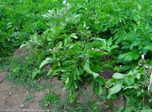 Pied de pomme de terre au port dressé et aux folioles enroulées.  <b><i>Candidatus</i> Phytoplasma solani</b> (stolbur)