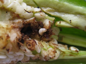 Détail d'une larve d'<i>Anthonomus eugenii</i> consommant l'intérieur d'un fruit de poivron. (charançon du poivron)