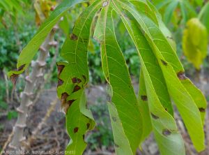 Cercospora-Manioc2