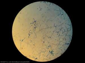 vision d'ensemble des sporulations de <i>Cladosporium colocasiae</i> sur une feuille de taro d'eau.