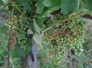 Many green berries have reddish-brown lesions on their side exposed to sunlight.  "Sun burns"