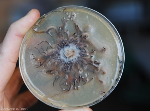 Appearance of the upper surface of a culture of <b> <i> Armillaria mellea </i> </b> on malt-agar medium (root rot)