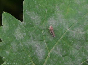 Detail of large powdery and whitish spots covering the blade of a vine leaf.  Superficial colonies can be clearly distinguished.  <i> <b> Erysiphe necator </b> </i> (powdery mildew)