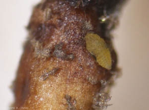 Nymph of <i><b>Daktulosphaira vitifoliae</i></b>. (phylloxéra) 