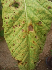 Alternaria-Zimbabwe1