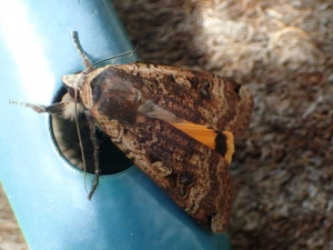 noctuidae