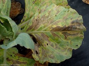 Importante nécrose sur feuille de chou pommé : <i>Xanthomonas campestris</i>