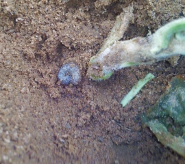 Cutworm - 1 - Zimbabwe