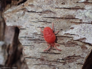 Trombidium-holosericeum