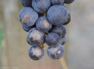 The superficial corky lesions are clearly visible on the exposed side of the berries.  "Sun burns"