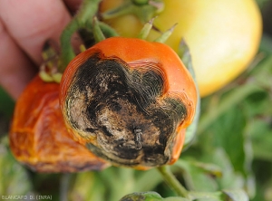 An opportunistic <b> <i> Alternaria </i> sp. </b> has settled at the end of a ripe tomato fruit.  The rotten fabrics crumble and a black velvety covers them.