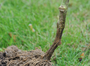 Damp, dark brown weathering surrounding the crown of a soil-grown tomato plant.  <b> <i> Didymella lycopercisi </i> </b> (black foot with <i> Didymella </i>, <i> Didymella </i> collar canker)