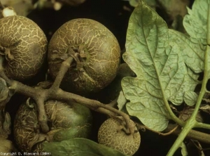 Fruit damage caused by <b> <i> Aculops lycopersici </i> </b>.  They become corky and cracked.  <b> Bronzed mite </b> (tomato russet mite)