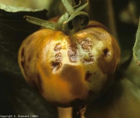 Numerous irregular, slightly bumpy brown necrosis.  <b> Tobacco mosaic virus </b> (<i> Tobacco mosaic virus </i>, TMV)