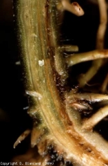 <b><i>Fusarium oxysporum</i> f. sp. <i>radicis-lycopersici</i>,FORL (fusariose racinaire, <i>Fusarium</i> crown and root rot)</b>