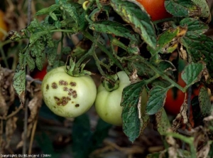 Some of the many brown spots covering these leaflets are more or less necrotic.  Cankerous, corky lesions, 3 to 4 mm in diameter, are clearly visible on one of the fruits.  <b> <i> Xanthomonas </i> sp. </b> (bacterial scab, bacterial spot)