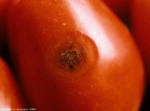 colleto_tomate_DB_236_759