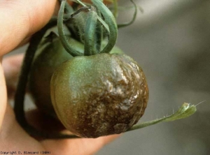 Portion of brown fruit, irregularly mottled and bumpy, with ill-defined outline.  <b> <i> Phytophthora infestans </i> </b> (aerial downy mildew)