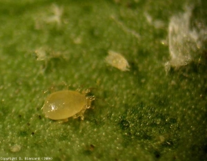 Protonymphe of <i>Tetranychus urticae</i>. <b>spider mite</b> 