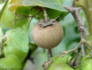 This severely affected green fruit is entirely suberized and cracked on the surface;  tinted bronze betrays an attack of bronzed acariosis.  <i> <b> Aculops lycopersici </b> </i> (tomato russet mite)