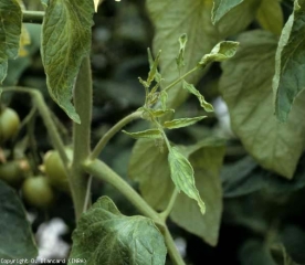 Leaflet distortion.  <b> Cucumber mosaic virus </b> (<i> Cucumber mosaic virus </i>, CMV)