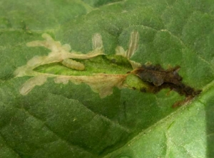 Damage to the leaflet of a <i> <b> Tuta absoluta </b> </i> larva.