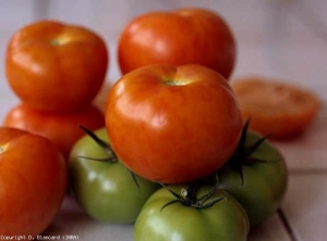 The fruits can be mottled and therefore poorly colored.  <b> Pepino mosaic virus </b> (<i> Pepino mosaic virus </i>, PepMV)