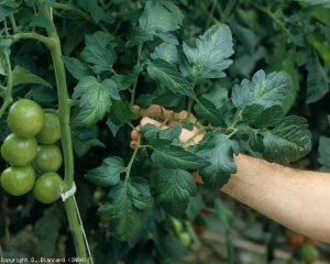 Several leaflets show slight inter-vein chlorosis <b> Tomato chlorosis virus </b> (<i> Tomato chlorosis virus </i>, ToCV)