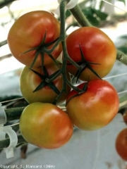 Several fruits of this cluster are irregularly colored.  <b> <i> Bemisia tabaci </i> </b> (whiteflies, whiteflies)