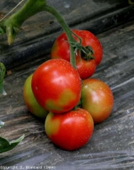 marbrure_tomate_DB_648_714