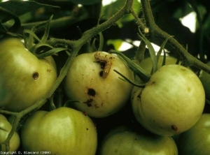 Circular and regular holes are present on these fruits.  They were made by a caterpillar which was able to penetrate them.  <b> Moth caterpillars </b>