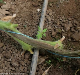 A brown, longitudinal square partially covers this tomato stem.  <b> <i> Pectobacterium carotovorum </i> </b>