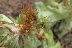 All the roots of this salad show a uniform reddish-brown color.  <i> <b> Pratylenchus penetrans </b> </i> ("lesion nematodes")