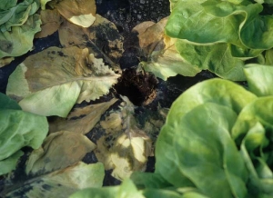 A gallery of <b> vole </b> opens out just where the roots should have been in place.