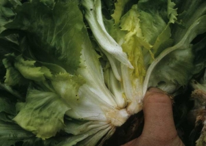 A longitudinal cut of this escarole shows the formation of 2 to 3 buds.
 <b> "Multiple hearts" </b>