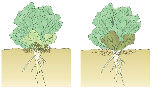 Salade-fig15