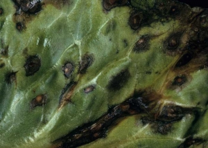 On this salad leaf, the dark brown spots caused by <b> <i> Alternaria cichorii </i> </b> (Alternaria, <i> Alternaria </i> leaf spot), lighten in the center.