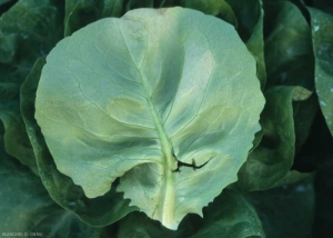 On the lower surface of the leaf blade, the spots are more diffuse and less marked.  <b> <i> Bremia lactucae </i> </b> (downy mildew)