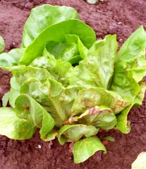 The symptoms are often more marked following climatic periods with very contrasting night and day temperatures.  Yellowing of the leaf blade and necrotic changes, localized or in patches, appear on the leaves.  <b> Cucumber mosaic virus </b> (<i> Cucumber mosaic virus </i>, CMV)