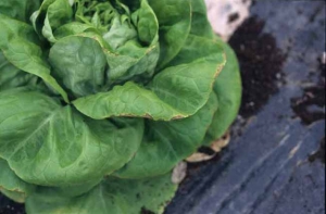 Many leaves of this lettuce show a dryness limited to the edge of the blade.  <b> Dry marginal necrosis ("Tip burn") </b>