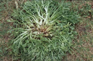 Rhizoctonia358