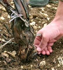 Roots affected by <b> <i> Armillaria mellea </i> </b> have their bark turning brown and peeling easily.  (root rot)