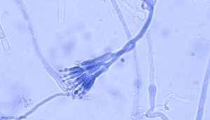 penicillium_2