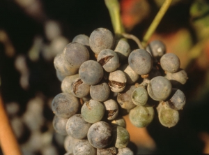 The skin of berries colonized by <b> <i> Erysiphe necator </i> </b> progressively suberises which makes it less elastic.  Thus, the berries end up splitting when they grow larger.